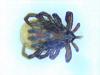 Ixodes ricinus